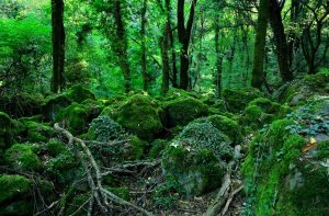 Image of Sasseto forest in Acquapendente, Lazio